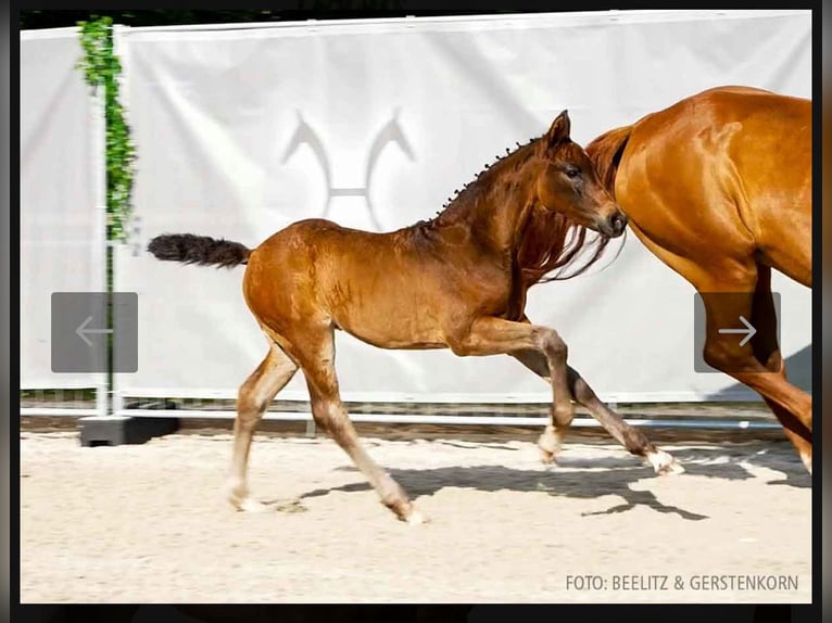 Hannover Stallone  168 cm Baio scuro in Leezdorf