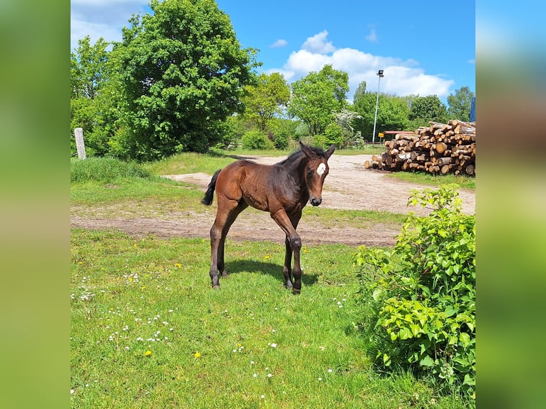 Hannover Stallone Puledri (04/2026) 168 cm Grigio in UelzenUelzen