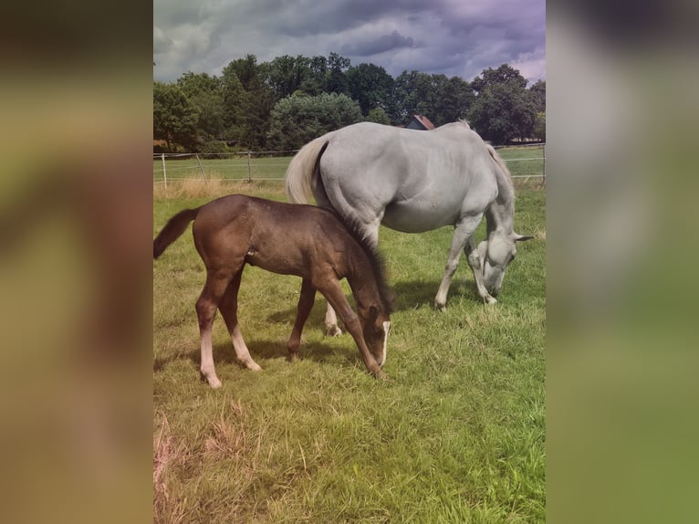 Hannover Stallone  168 cm Grigio in Bücken