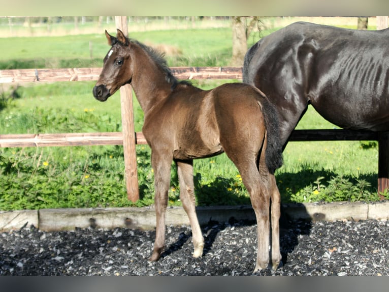 Hannover Stallone  168 cm Morello in Kutenholz