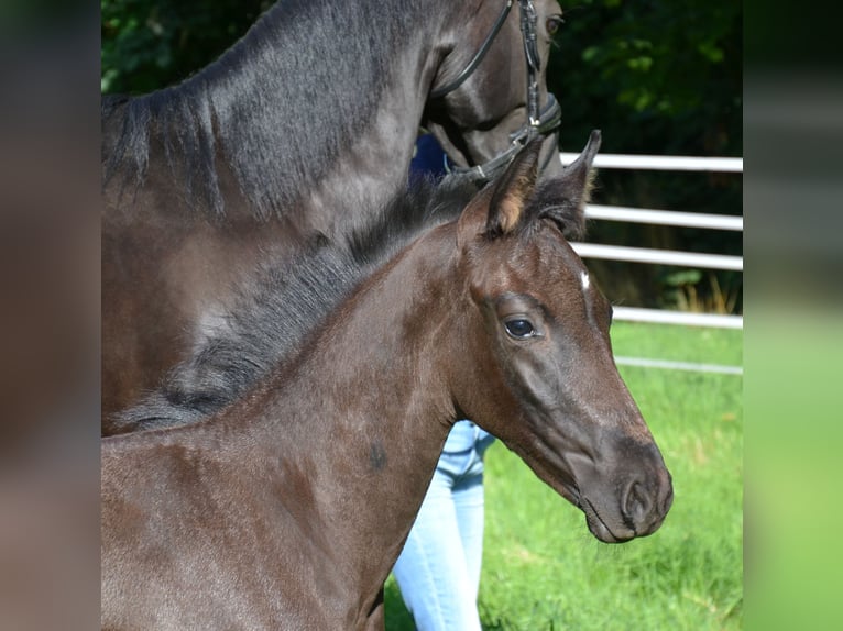 Hannover Stallone Puledri (06/2025) 168 cm Morello in Dedelstorf