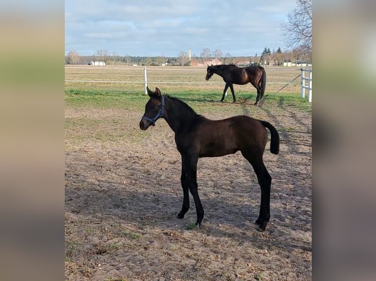 Hannover Stallone  168 cm Può diventare grigio in Wieglitz