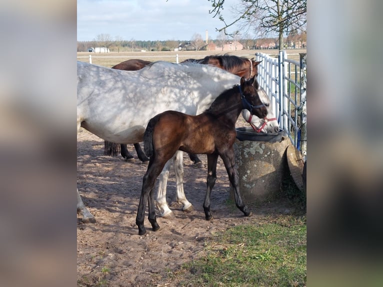 Hannover Stallone  168 cm Può diventare grigio in Wieglitz