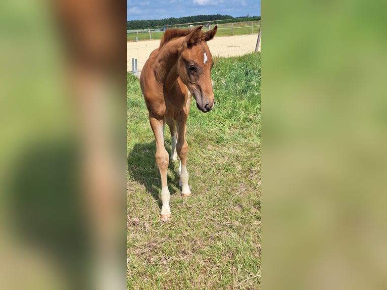 Hannover Stallone  168 cm Sauro in Selters
