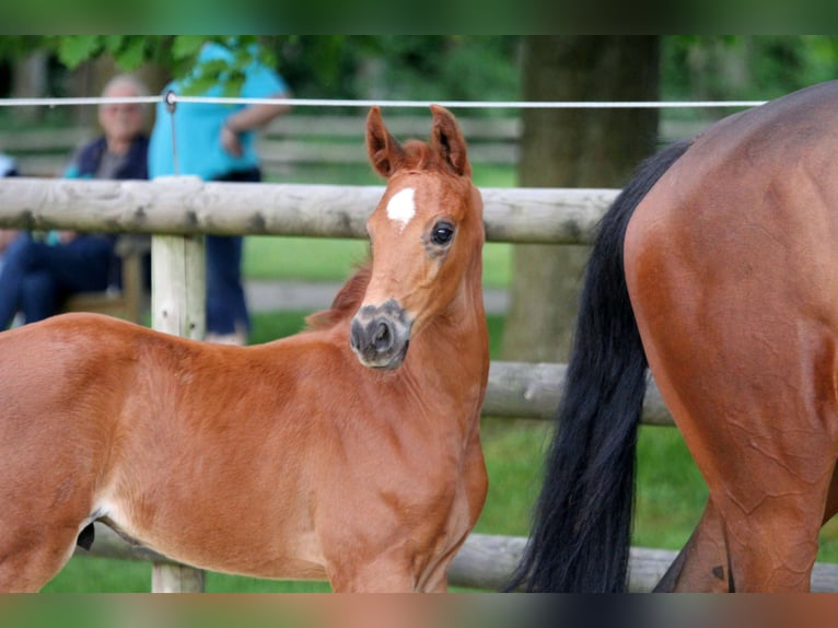 Hannover Stallone Puledri
 (05/2024) 168 cm Sauro in Kutenholz