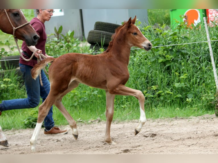 Hannover Stallone Puledri
 (05/2024) 168 cm Sauro in Kutenholz