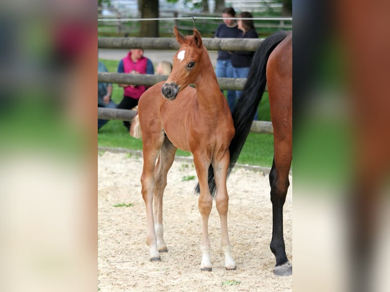 Hannover Stallone Puledri
 (05/2024) 168 cm Sauro in Kutenholz