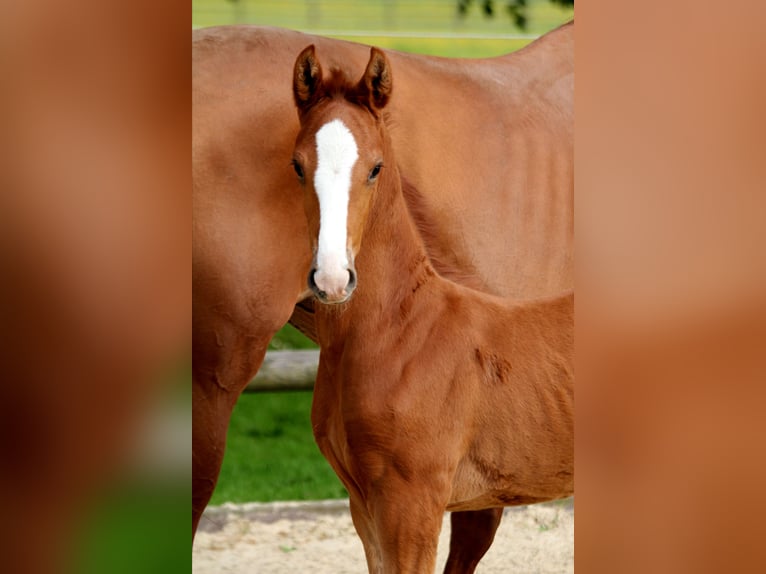 Hannover Stallone Puledri
 (05/2024) 168 cm Sauro in Kutenholz