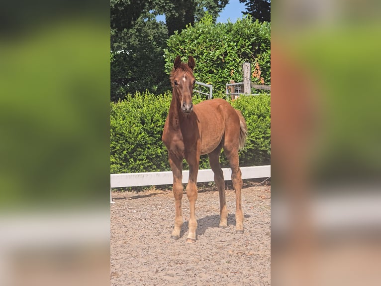 Hannover Stallone Puledri (04/2026) 168 cm Sauro in Niederlangen