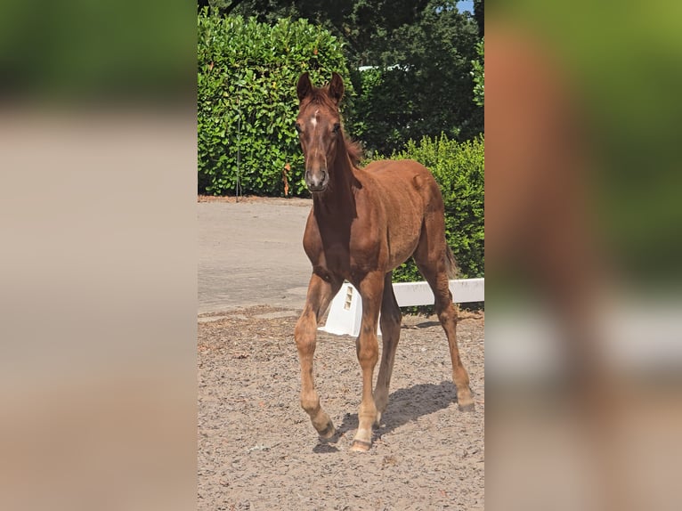Hannover Stallone Puledri (04/2026) 168 cm Sauro in Niederlangen