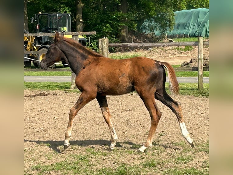 Hannover Stallone Puledri
 (02/2024) 169 cm Sauro scuro in MolbergenErmke