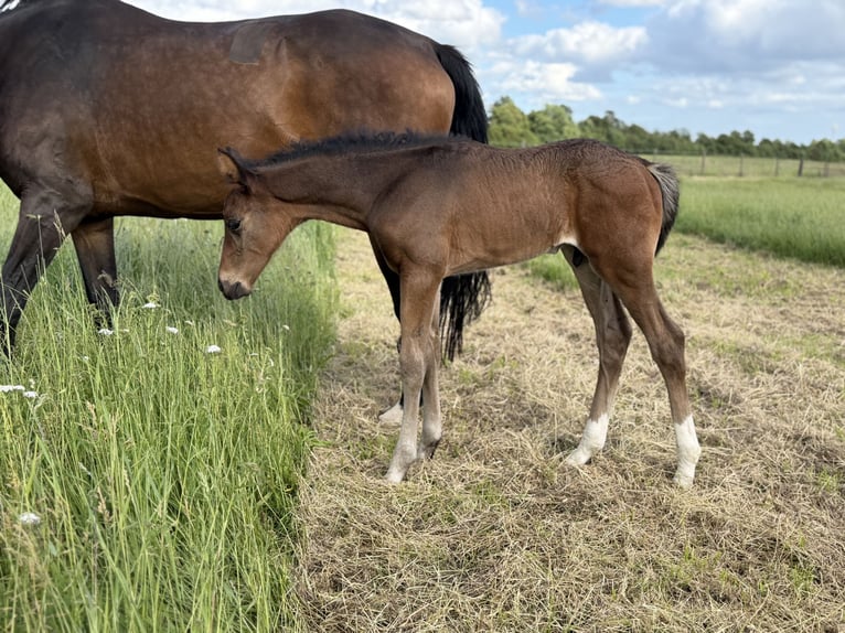 Hannover Stallone Puledri (05/2026) 170 cm Baio in Bröckel