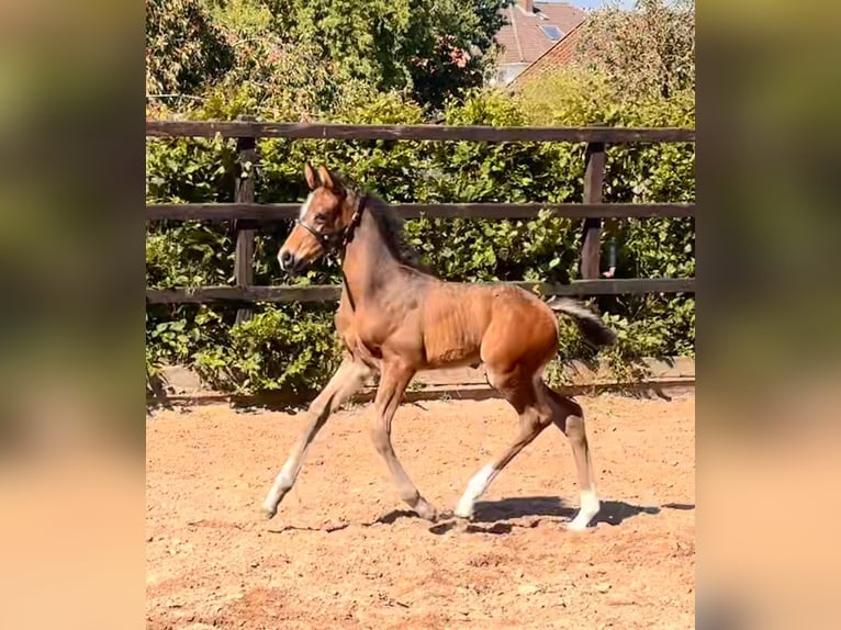 Hannover Stallone Puledri (05/2026) 170 cm Baio in Bröckel