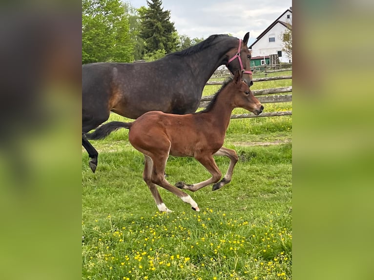 Hannover Stallone Puledri (04/2026) 170 cm Baio in Pfaffenhofen an der Ilm