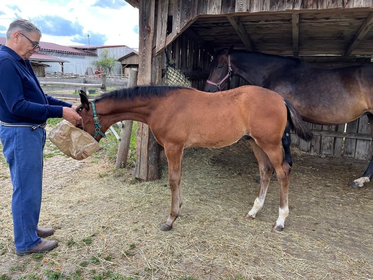 Hannover Stallone Puledri (04/2026) 170 cm Baio in Pfaffenhofen an der Ilm
