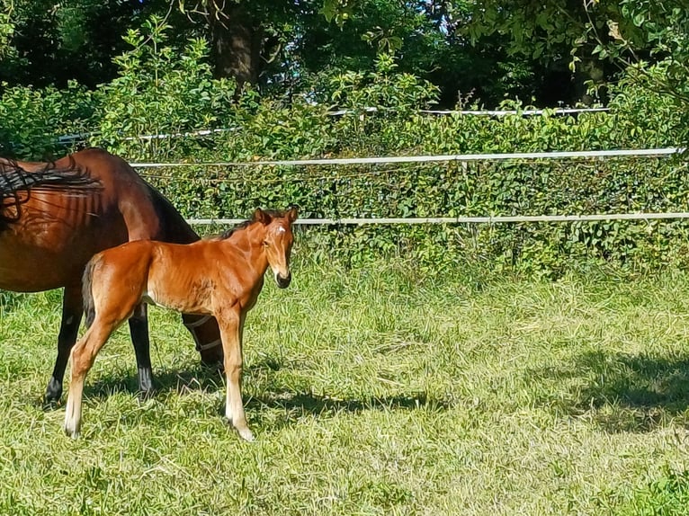 Hannover Stallone Puledri (06/2024) 170 cm Baio in Rinteln