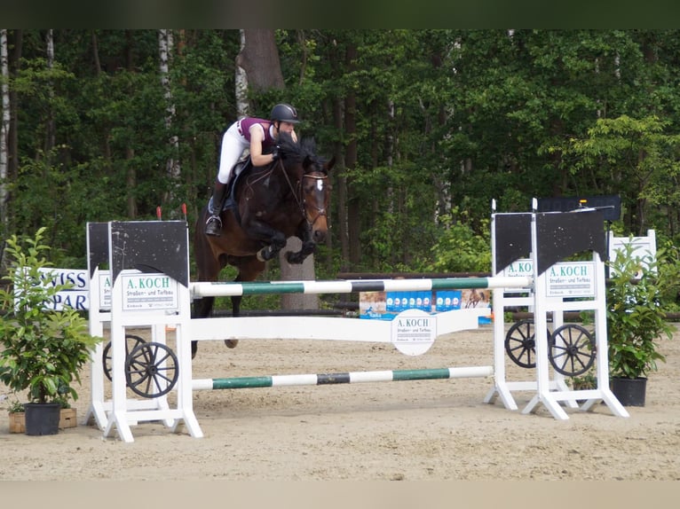 Hannover Stallone Puledri (05/2026) 170 cm Baio in Wietzendorf
