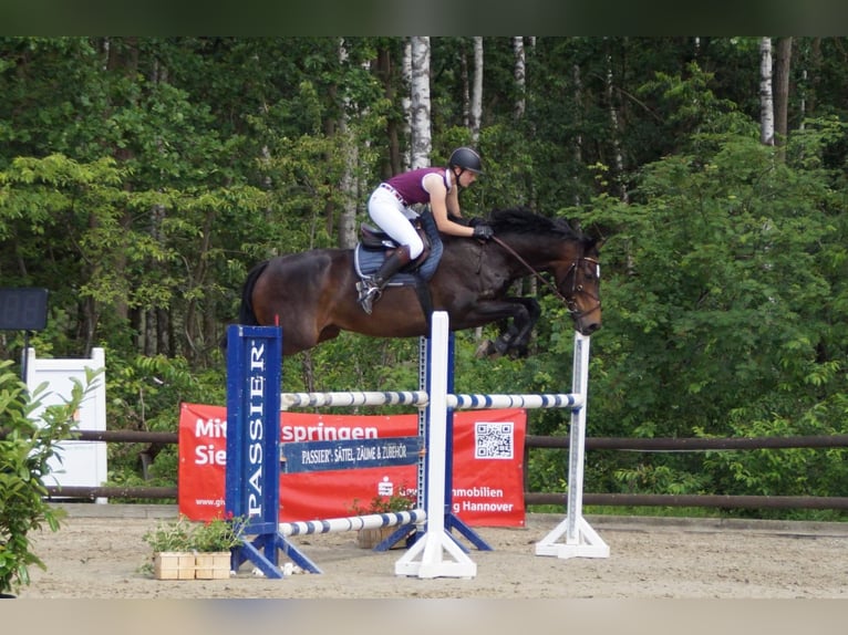Hannover Stallone Puledri (05/2026) 170 cm Baio in Wietzendorf