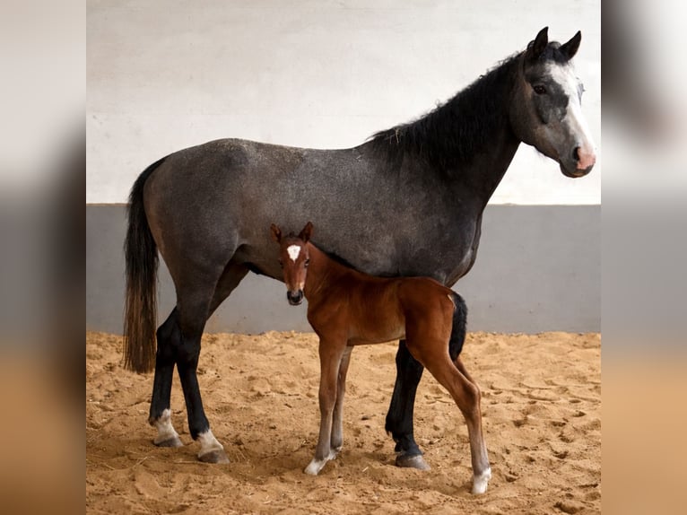 Hannover Stallone Puledri (03/2026) 170 cm Baio in Moringen