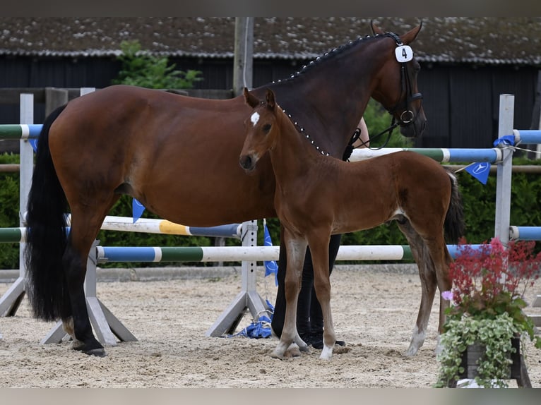 Hannover Stallone Puledri (05/2025) 170 cm Baio in Wohltorf