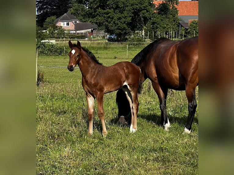 Hannover Stallone Puledri (05/2025) 170 cm Baio in Wohltorf