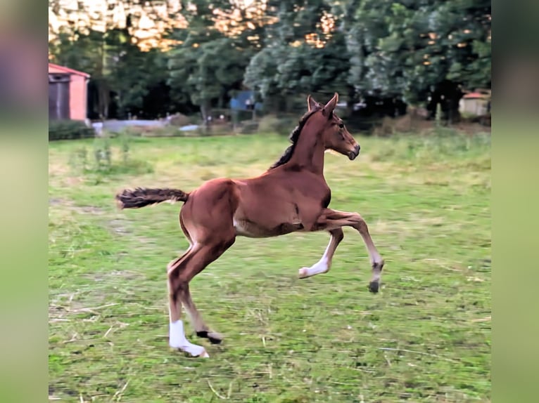 Hannover Stallone Puledri (05/2026) 170 cm Baio in Burow
