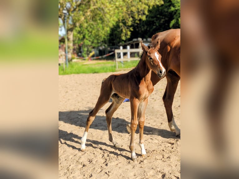 Hannover Stallone Puledri (05/2026) 170 cm Baio in Burow