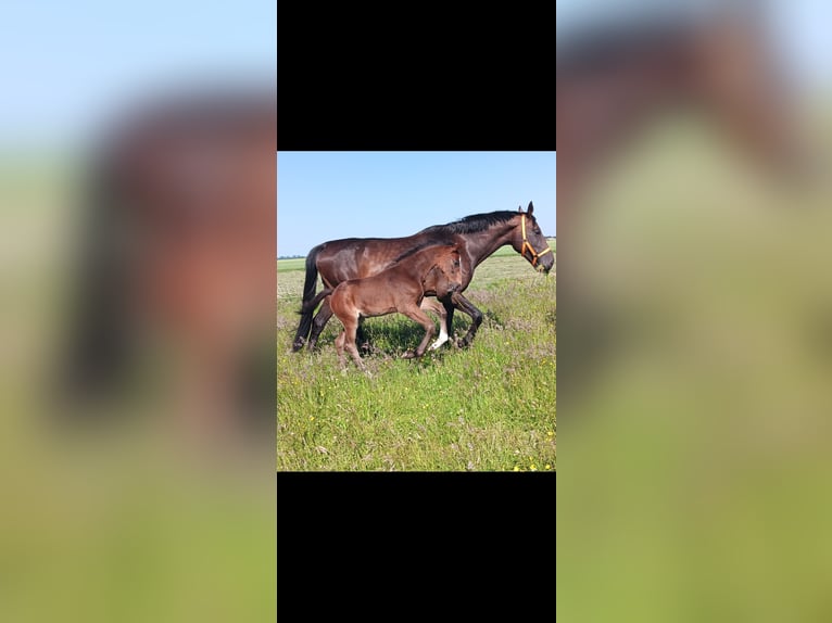 Hannover Stallone  170 cm Baio in Cadenberge