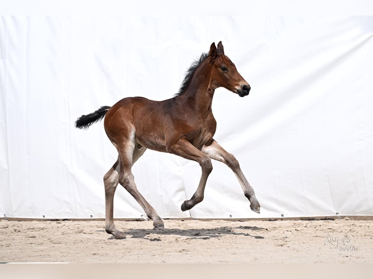 Hannover Stallone Puledri (05/2026) 170 cm Baio in Schladen