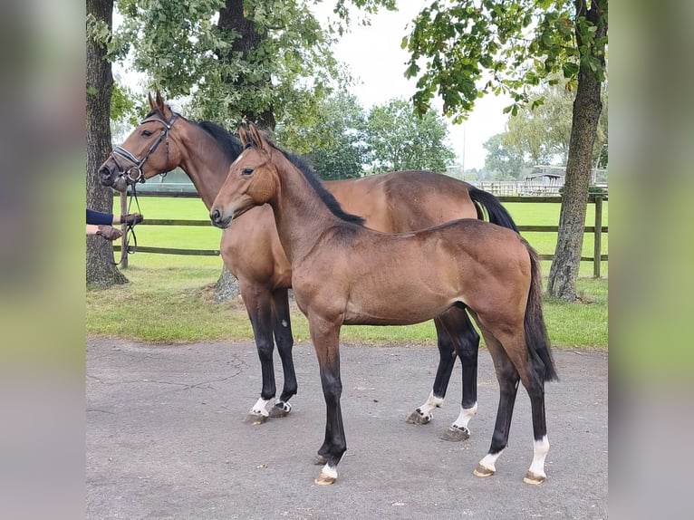 Hannover Stallone Puledri (05/2026) 170 cm Baio in Weyhe