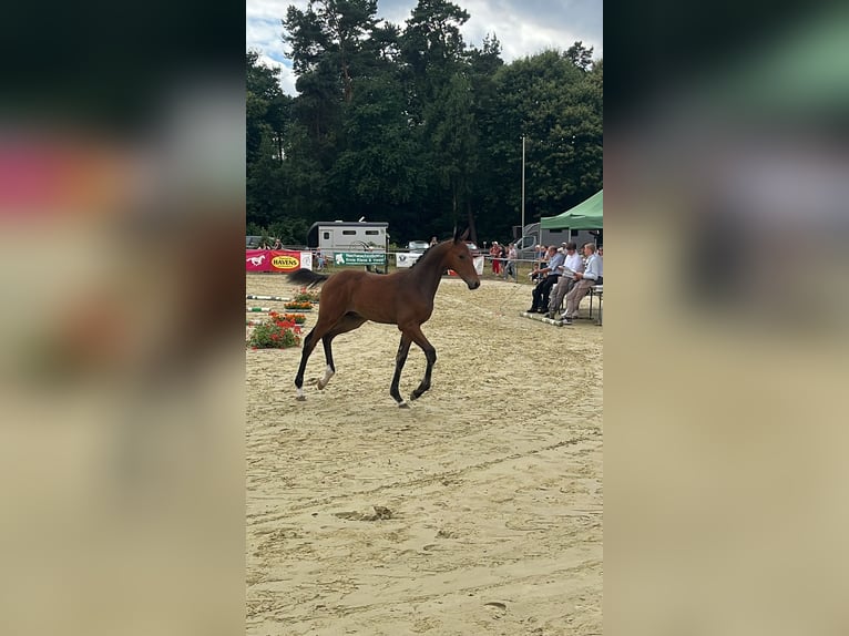 Hannover Stallone  170 cm Baio in Kranenburg