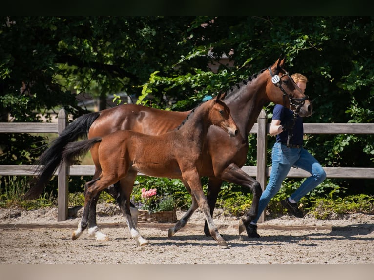 Hannover Stallone  170 cm Baio in Kranenburg