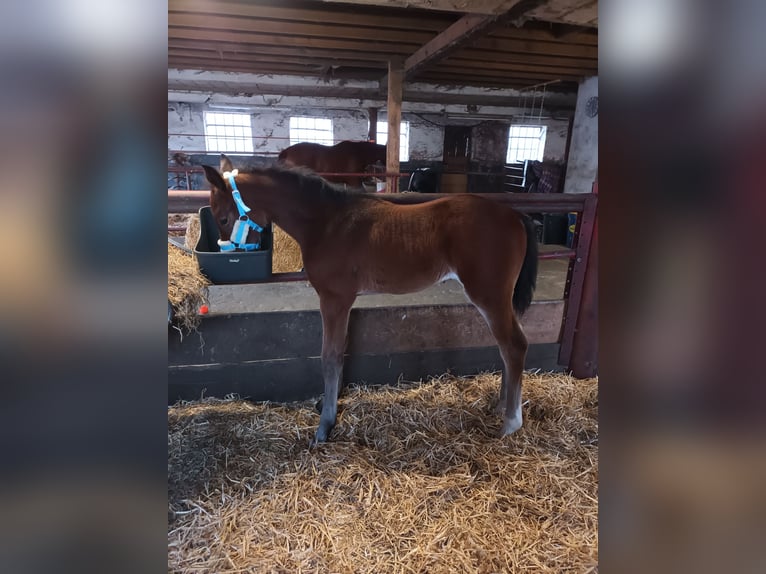 Hannover Stallone  170 cm Baio in Kranenburg