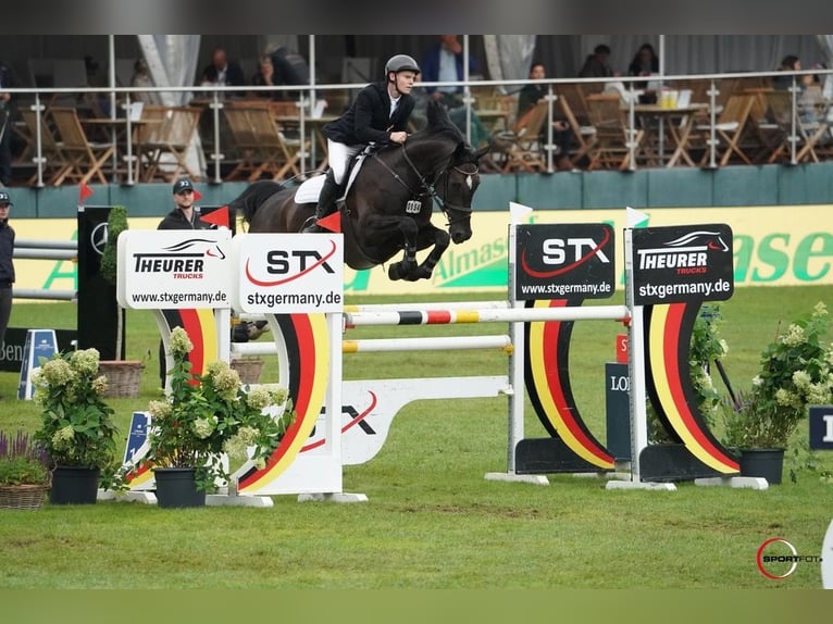 Hannover Stallone Puledri (04/2026) 170 cm Baio in Wagenfeld
