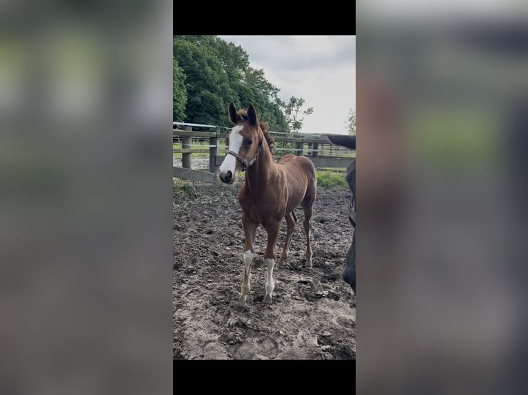 Hannover Stallone Puledri (04/2026) 170 cm Baio in Wagenfeld