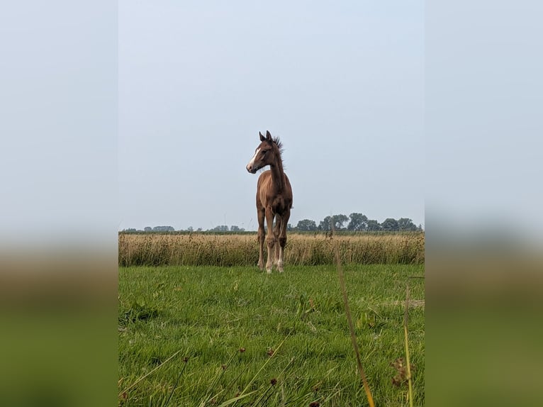 Hannover Stallone Puledri (06/2026) 170 cm Baio nero in Ihlienworth