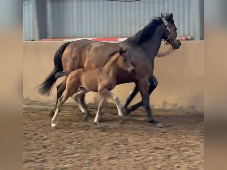 Hannover Stallone  170 cm Baio scuro in Achim