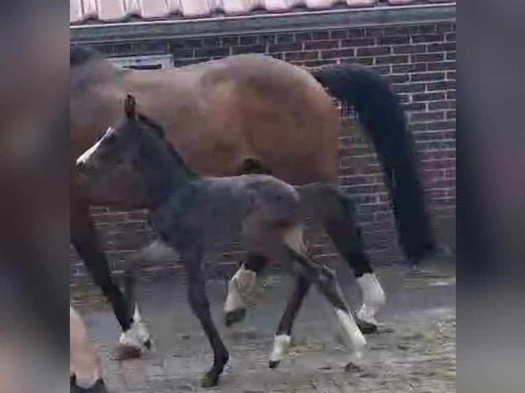 Hannover Stallone Puledri (05/2025) 170 cm Baio scuro in Friedeburg