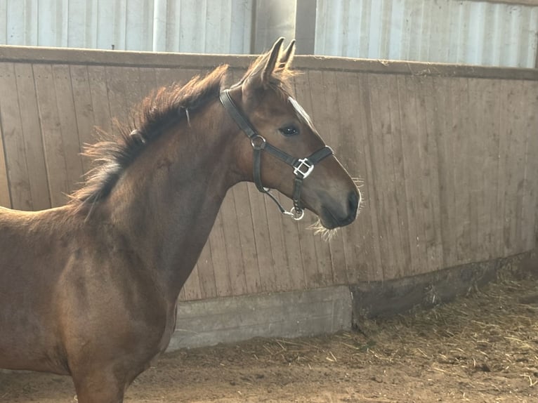 Hannover Stallone Puledri (04/2025) 170 cm Baio scuro in Nordsehl