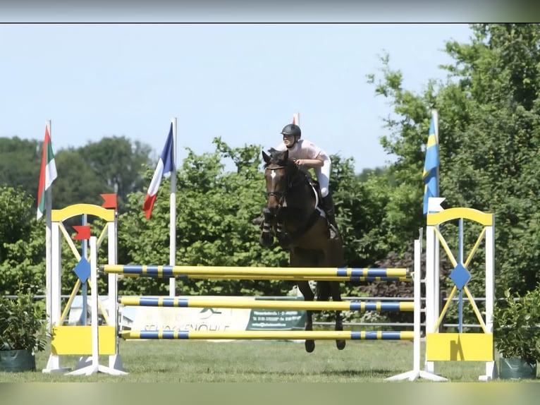 Hannover Stallone Puledri (06/2025) 170 cm Baio scuro in Bassum