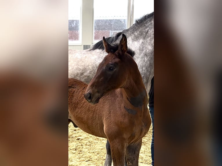 Hannover Stallone Puledri (04/2026) 170 cm Grigio in Beesten