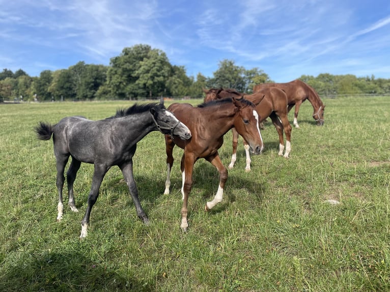 Hannover Stallone Puledri (05/2025) 170 cm Grigio in Lautertal