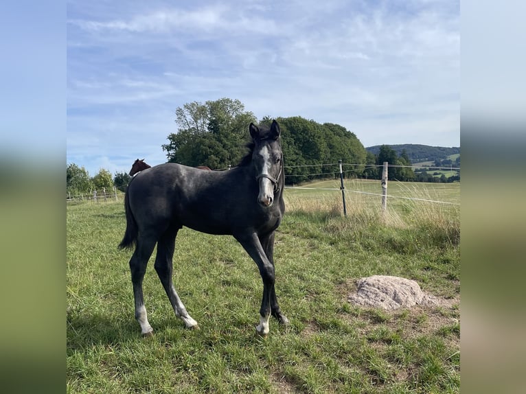 Hannover Stallone Puledri (05/2025) 170 cm Grigio in Lautertal