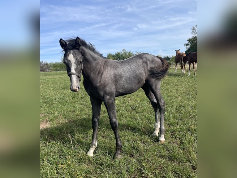 Hannover Stallone Puledri (04/2025) 170 cm Grigio in Lautertal