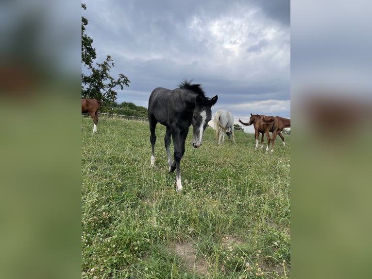Hannover Stallone Puledri (04/2025) 170 cm Grigio in Lautertal