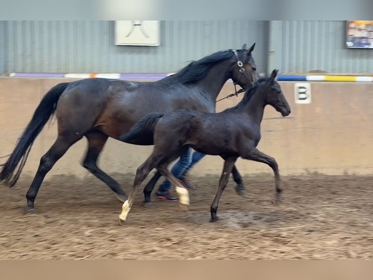 Hannover Stallone Puledri (05/2026) 170 cm Morello in Achim