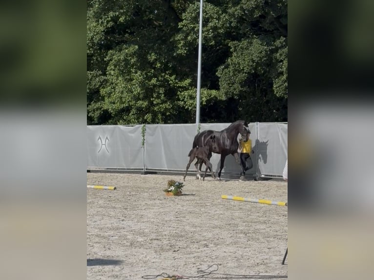 Hannover Stallone Puledri (05/2026) 170 cm Morello in Großheide