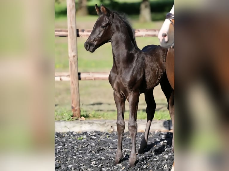 Hannover Stallone Puledri (04/2026) 170 cm Morello in Drochtersen