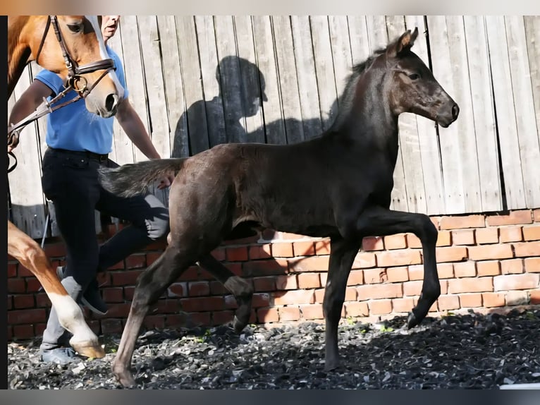 Hannover Stallone Puledri (04/2026) 170 cm Morello in Drochtersen