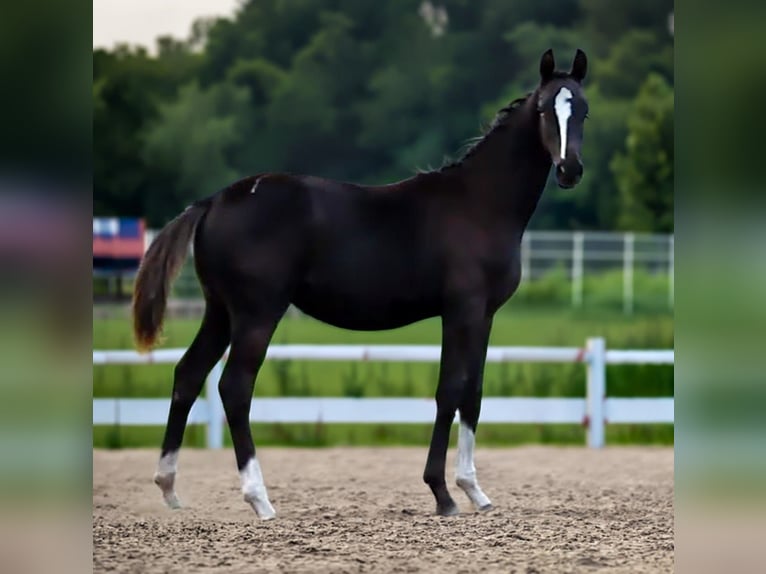 Hannover Stallone Puledri (03/2026) 170 cm Morello in Stralendorf
